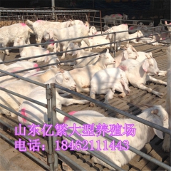 白黑山羊出肉多少斤 小尾寒羊养殖技术 波尔量大免费运输 奶山...