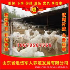 奶山羊养殖基地  专业批发销售奶山羊  高品质奶山羊 现货销...