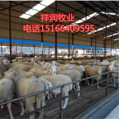 长期供应纯种改良小尾寒羊羊羔种羊波尔山羊奶山羊 多种品种