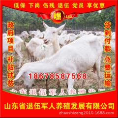 山东长期低价销售正宗优质品种奶山羊 奶山羊价格 热销现货奶山...