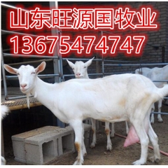 奶山羊养殖场直销萨能奶山羊 关中奶山羊 奶山羊羊羔价格