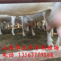 奶山羊包邮、奶山羊羊羔、奶山羊公羊、奶山羊母羊、带孕奶山羊