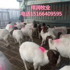 山东种羊养殖场出售黑山羊 杜波绵 奶山羊 小尾寒 波尔价格