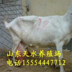 养殖奶山羊 波尔山羊种羊多少钱 养殖纯种奶山羊 莎能奶山羊