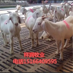 销售 奶山羊 波尔 小尾寒羊 黑山羊 养殖技术 杜泊绵羊 免...