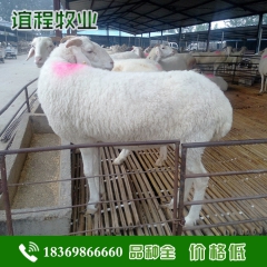小尾寒羊圈养方法 小尾寒羊孕羊价格 供应小尾寒羊种羊出售奶山...
