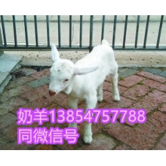 哪里有纯种奶山羊 莎能奶羊价格 小羊羔价格 汤氏牧业养羊场