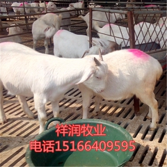 波尔 羊羔 纯种波尔山羊公羊种 杜泊绵羊 黑头 奶山羊