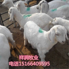 祥润养殖场向河北德宏供应200头白山羊，羊种要怎样挑选？奶山...