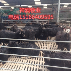 黑山羊繁育基地 低价出售纯种黑山羊 传授黑山羊饲养技术奶山羊