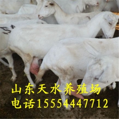 奶山羊多少钱一只 云萨能奶山羊 正宗优质品种奶山羊 奶山羊价...