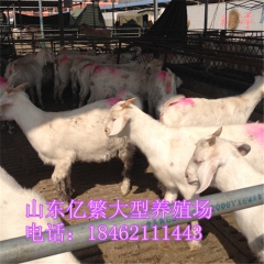 波尔量大免费运输 奶山羊 白黑山羊出肉多少斤 小尾寒羊养殖技...