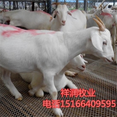 肉羊的价格 波尔山羊奶山羊  白山羊羊羔