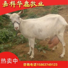 奶山羊养殖基地批发多种奶山羊 头胎二胎奶山羊 免费运输提供技...