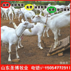奶山羊个体养殖场 低价出售奶山羊 产奶量高纯种奶山羊