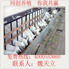 山东奶山羊养殖基地 关中奶山羊 莎能奶山羊 奶山羊养殖技术 ...