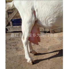 泌乳期 奶山羊的饲养技术  奶山羊