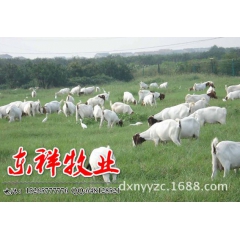 大型奶山羊繁育基地 出售萨能奶山羊 关中山奶羊 日产奶12斤