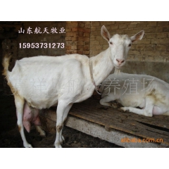 航天低价销售2000只关中奶山羊 奶山羊品种 奶山羊养殖技术