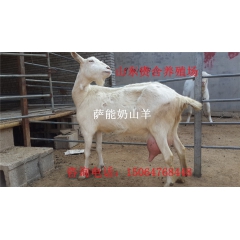 供应纯种萨能奶山羊 日产10斤奶  萨能奶山羊价格 奶山羊养...