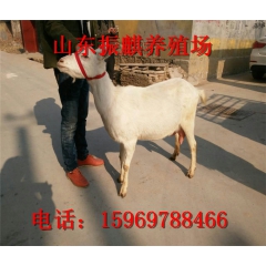 出售奶山羊 撒能奶山羊种公羊 奶山羊羊羔