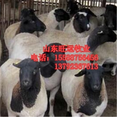 万全白山羊价格 奶山羊 哪里有黑山羊送货 纯波尔 杜泊 小尾...