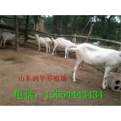 买纯种高产奶羊-萨能奶山羊 到润华奶羊养殖场 奶羊质量