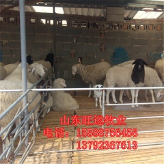 孙吴白山羊价格 奶山羊 哪里有黑山羊送货 纯波尔 杜泊 小尾...