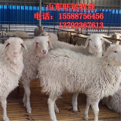 奶山羊 杜波 黑白山羊羔子 小羊苗 小尾寒羊批发价格 成活率...