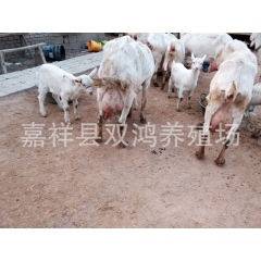 常年出售崂山奶山羊 萨能奶山羊 关中奶山羊 奶山羊价格
