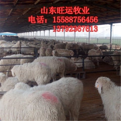 广东哪里有卖波尔山羊大量 奶山羊 黑山山羊 波尔山羊 白山羊