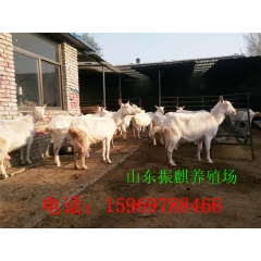 买纯种高产奶羊 萨能奶山羊 羊羔 种羊 奶羊质量有保证