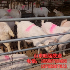 准格白山羊价格 奶山羊 哪里有黑山羊送货 纯波尔 杜泊 小尾...