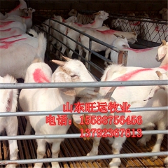 杜波奶山羊 杭锦哪里有小尾寒羊 白山羊价格 黑山羊 波尔山羊...