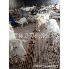 长期供应奶山羊 奶山羊的养殖技巧 奶山羊的产奶量 一天10斤