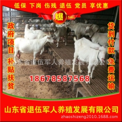 奶山羊羊羔 奶山羊引种 圈养奶山羊 奶山羊养殖