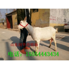 奶羊养殖长期对外出售关中奶山羊 萨能奶山羊怀孕奶羊产奶山羊