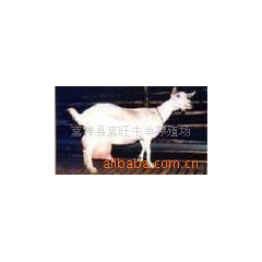 供应萨能奶山羊 日产奶8-9斤 免费提供技术