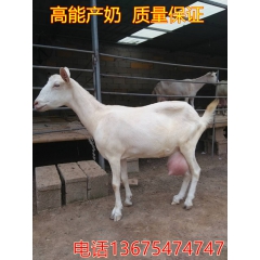 出售奶山羊 萨能奶山羊价格 奶山羊羊羔价格