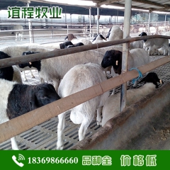 供应 纯种波尔山羊 肉羊 种羊 小羊羔 羊羔子价格 杜泊羊批...
