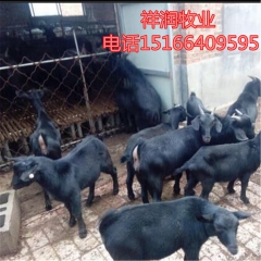 纯种杜泊羊价格 杜泊绵羊品种羊苗 成年黑山羊  种羊