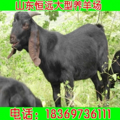 优质小尾寒羊 白山羊 奶山羊价格 羊羔 种羊 来电洽谈