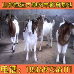 大量供应小尾寒羊 羊羔 种羊 杜泊绵羊 黑头杜波 价格低 质...