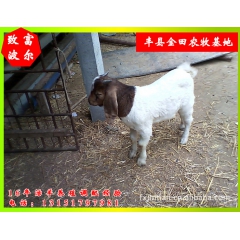 优质波尔山羊种羊 改良肉羊用波尔山羊养殖致富用波尔山羊良种