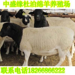 山东zui大的杜泊羊养殖场 黑头杜泊绵羊和白头杜泊绵羊价格 ...