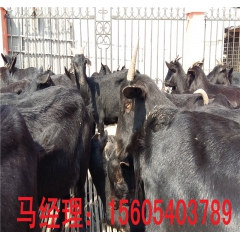 改良黑山羊价格 黑山羊怀孕母羊价格 哪里的黑山羊价格便宜 种...