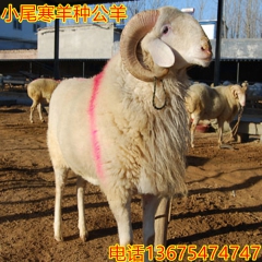 2016年肉羊最新报价 小尾寒羊种公羊养殖场 小尾寒羊种羊