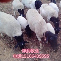 杜泊绵羊杂交羊 小尾寒羊怀孕母羊 黑山羊苗 种羊 白山价格