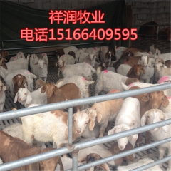 专业供应波尔山羊 种羊 肉羊（推荐）黑白山羊 小尾寒羊孕