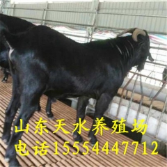 大型养殖场销售黑山羊肉羊 种羊 羊羔 湖羊怀孕母 羊种价格
